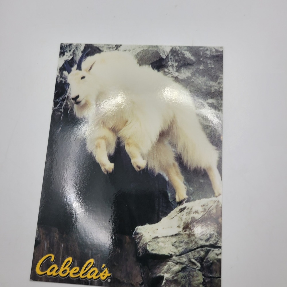 Cabelas Mountain Goat Postcard Dundee Michigan Wildlife Taxidermy Display‎
